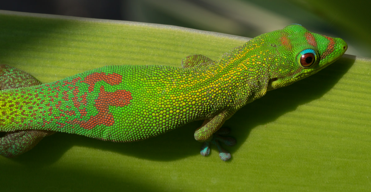 Gold-Dust-Gecko---Colby-Brown-Slider – Colby Brown Photography