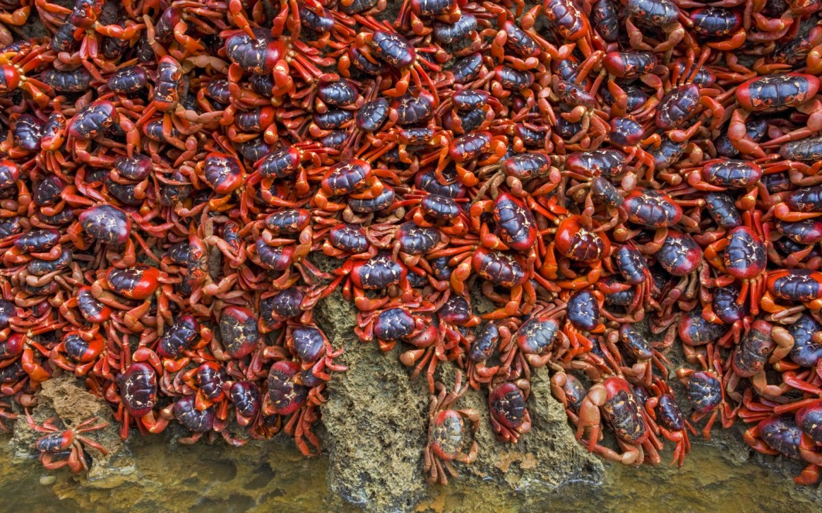 A Photographers Guide to Visiting Christmas Island