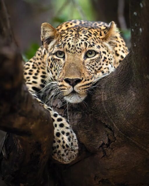 A female leopard enjoys a late afternoon rest in a tree found in South Luangwa National Park in Zambia. What I love about this image that was shot with a Sony a1 and the 400mm f/2.8 GM lens is that I had to use a high ISO of 10,000 because light was fading as we were quickly approaching dusk. But between the high ISO performance of the a1 and the advances in AI based noise reduction options via 3rd party software, the results still come out incredibly sharp and clean.

What software do you use for noise reduction?

#sonyambassador #sonyalpha @sonyalpha