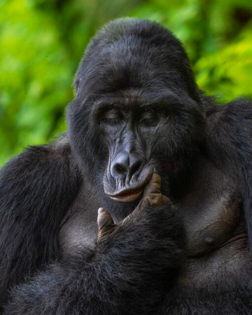 When it comes to wildlife photography, nothing on the planet can match the incredible experience of seeing Silverback Gorillas in the wild. These magnificent creatures have made a massive turnaround from almost going extinct in the early 90s to a healthy and growing population of over 1,200 individuals (between Uganda, Rwanda, and the Congo). I just wrapped up my annual Uganda Wildlife Workshop, and my clients had several incredible photo opportunities with these animals. Is photographing Gorillas on your bucket list?

Sony a9 III w/ 70-200 f/2.8 GM II
#sonyalpha #sonyambassador @sonyalpha