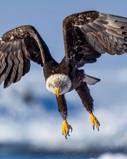 There is something truly majestic about photographing a Bald Eagle in flight! I found this juvenile (which explains why their head isn't fully white) up in Haines, Alaska for the final salmon run of the season. Be sure to swipe left to see the full resolution of this amazing bird!

Taken with a Sony a1 w/ 600mm f/4 GM
#sonyartisan #sonyambassador #sonyalpha @sonyalpha #birdsofinstagram #birdlovers #birdlife