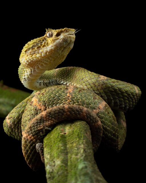 The Eyelash Pit Viper (Bothriechis schlegelii) is an incredible species of snake found in parts of Central and South America. These smaller vipers are arboreal (live in trees) and are ambush predators. They get their name "Eyelash" because of the scales that can be found above their eyes. This beautiful species comes in various "color morphs" that can drastically alter the color patterns found on these snakes. I like to call this particular one the "Xmas Morph" as it is green with hints of red/tan color patterns.

Be sure to swipe left to see the full image!

Sony a1 w/ 90mm f/2.8 macro
#sonyambassador #sonyalpha @sonyalpha @world_of_snakes_ #snakesofinstagram