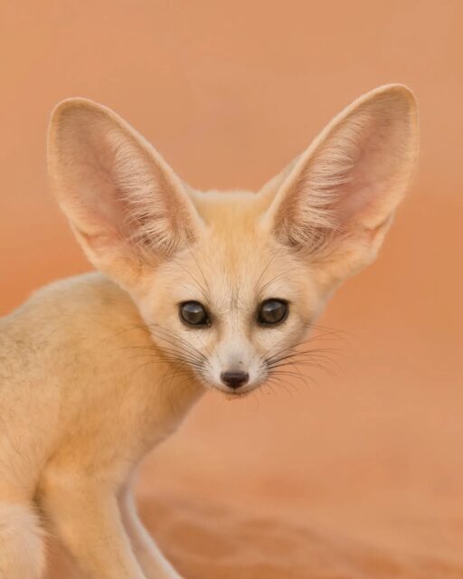 I think it is safe to say that the Fennec Fox is one of the cutest animals on the planet. These large eared mammals are found in Northern Africa in the deserts of the Western Sahara. Their large ears help them not only listen for prey, but also stay cool in the intense heat found in the region.

Be sure to swipe to the left to see the full image!

Sony a1 w/ 600mm f/4 GM
#sonyambassador #sonyartisan @sonyalpha