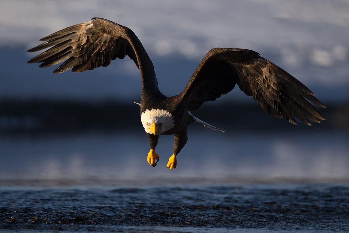 flying bald eagle flight