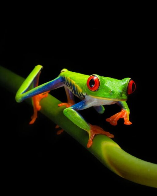 This is the Red Eyes Green Tree Frog, arguably the most popular frog on the planet thanks to the increase of tourism to Costa Rica where these guys (& gals) can be fairly common. Have you seen one before?

Be sure to swipe left to see the other images...

Taken with the Sony a1 w/ 90mm f/2.8 Macro Lens. 

#sonyartisan #sonyambassador @sonyalpha