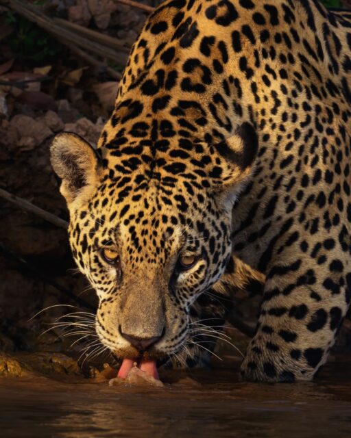 A Jaguar gets an early morning drink just after sunrise along the banks of a river in the Pantanal region of Brazil. They are definitely one of my favorite large cats on the planet!

Sony a1 w/ 600mm f/4 GM
#sonyalpha #sonyartisan #sonyambassador