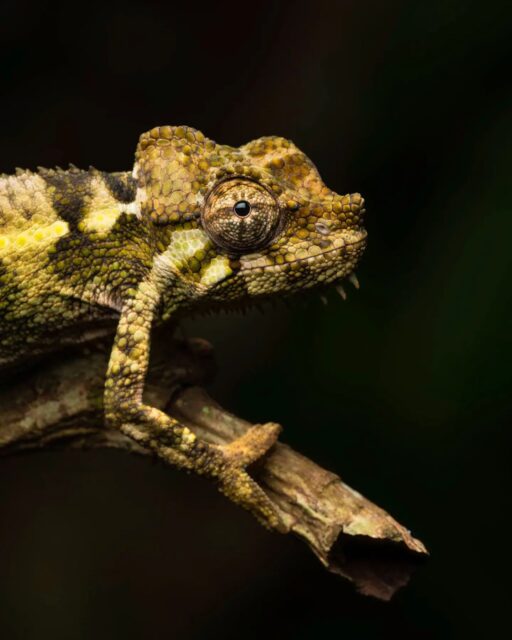 An adorable baby Helmeted Chameleon found in the jungles of Eastern Uganda.

Taken with a Sony a1 w/ 90mm f/2.8 Macro Lens
#sonyambassador #sonyartisan @sonyalpha