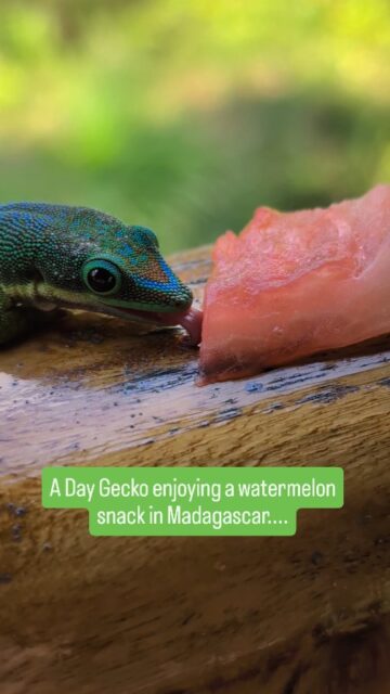 I watched an adorable Day Gecko enjoy a little snack this afternoon in Madagascar. These colorful creatures are so much fun to observe and photograph. Madagascar is full of them! #igreels #reelitfeelit #wildlifephotography #macrophotography  #macromood