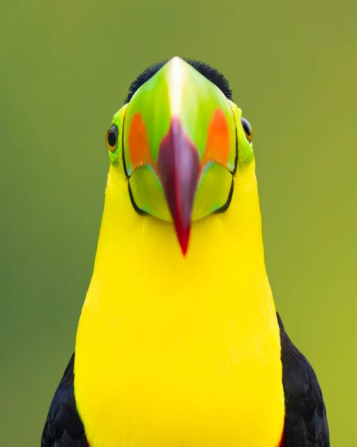 Keel-billed Toucans are both incredibly funny looking and insanely beautiful birds. Their colorful beaks are almost purely hollow, making them very lightweight. They can be found in central and South America, but only Brazil has them listed as their national bird.

Be sure to swipe left to see more images of these amazing creatures!

Sony a1 w/400mm and 600mm GM lenses
#SonyAmbassador #SonyAlpha #birdsofinstagram #birdlife