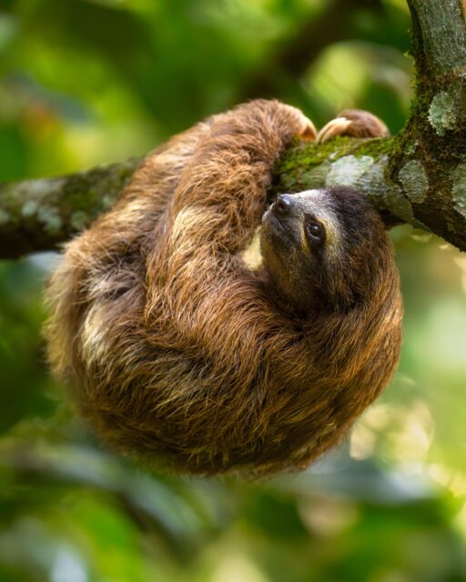 It is hard to beat the adorable factor of a wild, four-month-old, Three-toed sloth found in the jungles of Costa Rica. My workshop clients and I spent at least 30 minutes with her as she moved through this tree. I had never seen a young one this close before! Be sure to swipe left to see the full image!

Sony a1 w/ 70-200 f/2.8 GM II
#sonyalpha #sonyambassador @sonyalpha #wildlifephotography