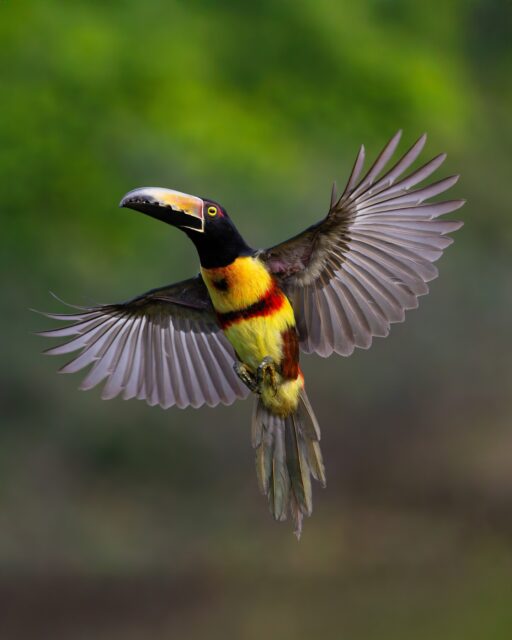 This is the colorful Aracari, specifically the Collared Aracari found from Mexico down through Colombia & Venezuela. I photographed this beauty during my annual Costa Rican wildlife workshop. These beautiful birds are smaller than their larger cousins, the Yellow Throated and Keel-billed Toucans...but they are still a part of the toucan family. They mainly eat fruit but will snack on large insects, eggs, and even the eggs of other birds if hungry.

Be sure to swipe left to see the full image!

Sony a1 w/ 200-600 f/5.6 - 6.3 G
#sonyambassador #sonyalpha